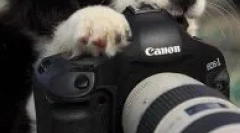 Зошто не можат да фотографираат кучиња